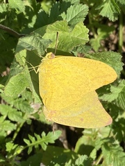 Phoebis agarithe fisheri