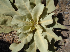 Verbascum macrurum