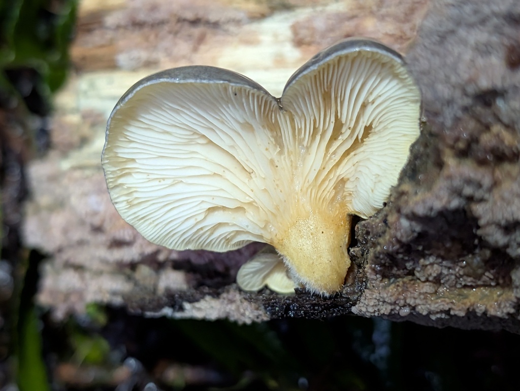 Sarcomyxa serotina · December 2025 · photo: © trevvan (iNaturalist, cc-by)