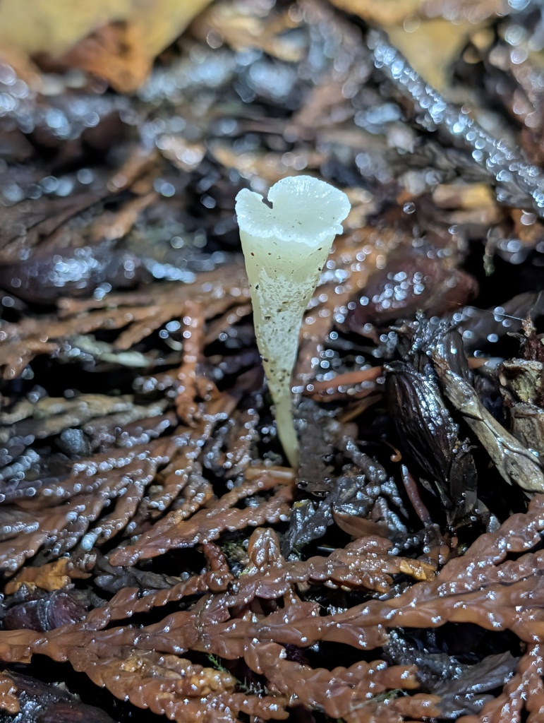 Clavicorona taxophila · December 2025 · photo: © trevvan (iNaturalist, cc-by)