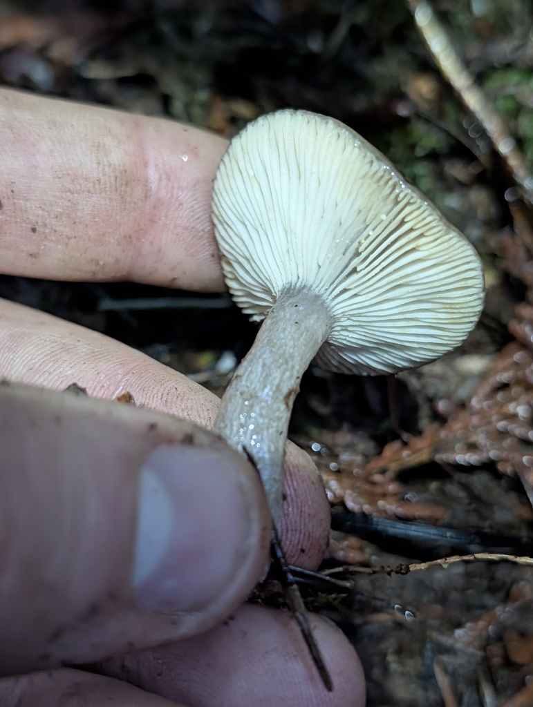 Lactarius pseudomucidus · December 2025 · photo: © trevvan (iNaturalist, cc-by)