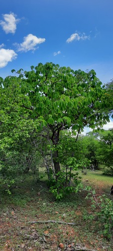 Pseudobombax parvifolium Carv.-Sobr. & L.P.Queiroz 2