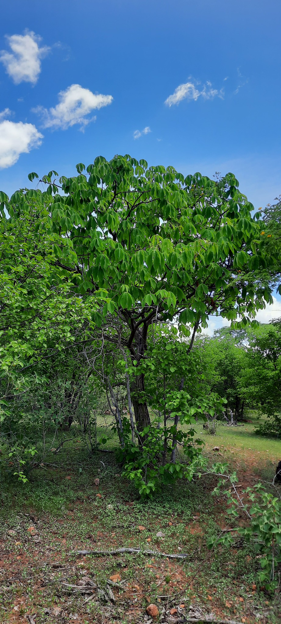 Pseudobombax parvifolium
