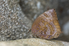 Arhopala