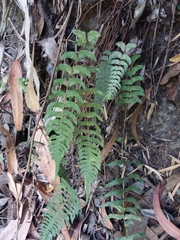 Blechnum hastatum