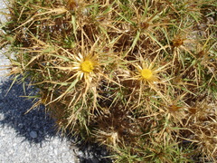 Carlina graeca