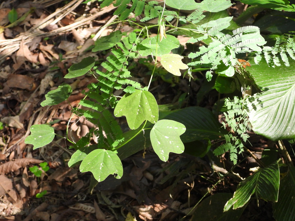 Passiflora tricuspis; photograph author not stated, no rights reserved