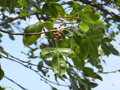 Bursera kerberi