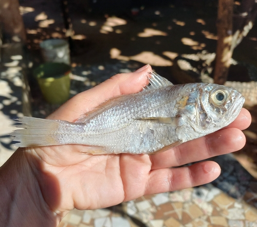 Boe drum (Pteroscion peli) — Sciaenidae — 3