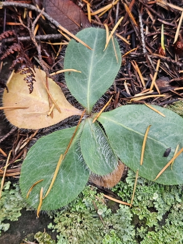 Fendler's Hawkweed (Hieracium fendleri)