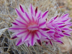 Echinofossulocactus ochoterenaus