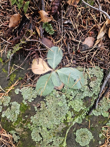 Hieracium fendleri, photograph 2