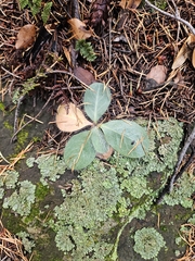 Hieracium fendleri, photograph author not stated, no rights reserved