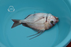 Threadfin Porgy photo 3