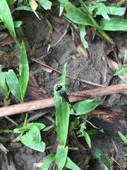 Erythrodiplax attenuata