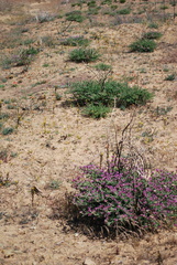 Polhillia involucrata