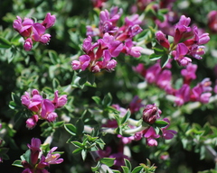 Polhillia involucrata