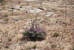 Polhillia involucrata