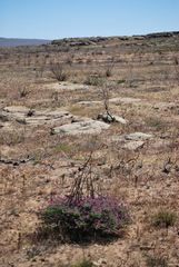 Polhillia involucrata