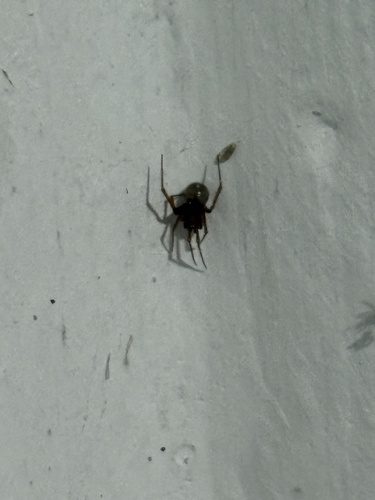 Red House Spider