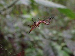 Micrathena brevipes