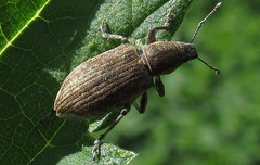 Tanymecus palliatus