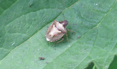 Eysarcoris aeneus