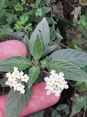 Lantana canescens
