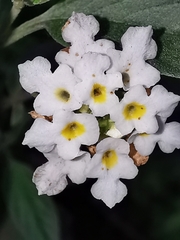 Lantana canescens