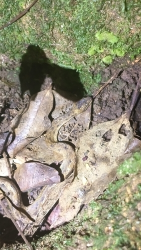 Brazilian Dwarf Boa
