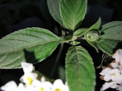 Lantana canescens