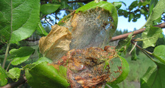 Yponomeuta malinellus
