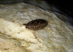 Geomalacus maculosus