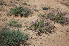 Polhillia involucrata