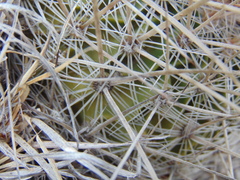 Echinofossulocactus ochoterenaus