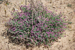 Polhillia involucrata