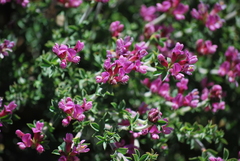 Polhillia involucrata