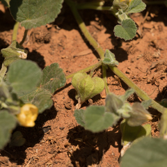 Abutilon otocarpum