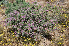 Polhillia involucrata