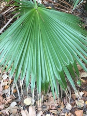 Trachycarpus fortunei