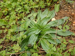 Plantago serraria
