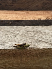 Orphulella concinnula