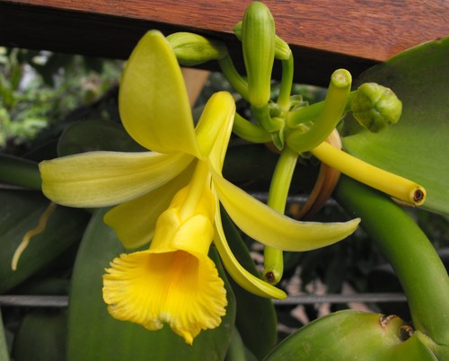 Pompona Vanilla