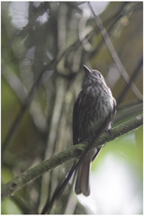 Knipolegus cyanirostris