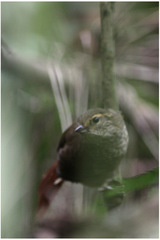 Syndactyla rufosuperciliata