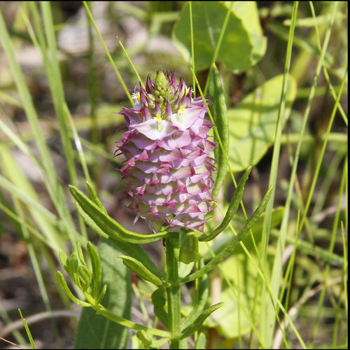 drumheads milkwort (Senega cruciata)