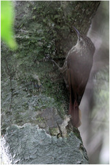 Xiphorhynchus fuscus