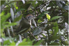 Hylophilus poicilotis