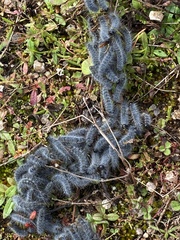 Thaumetopoea herculeana