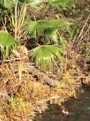 Trachycarpus fortunei